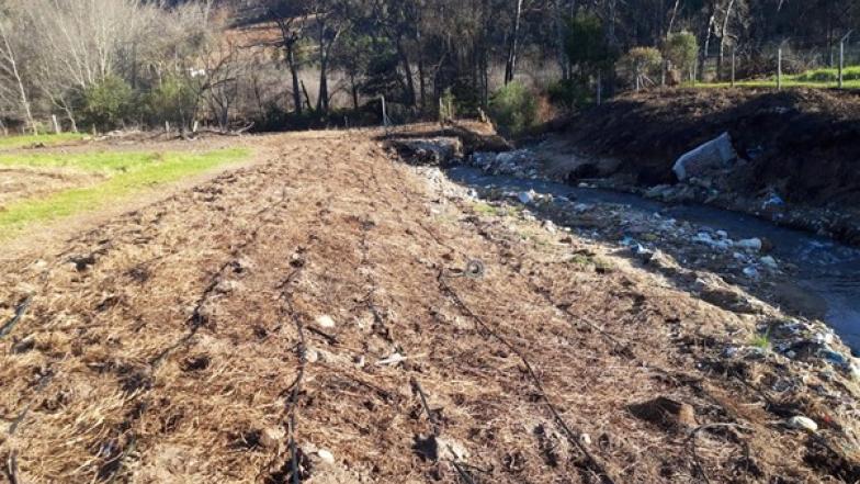 river bank herbicided and irrigated for restoration