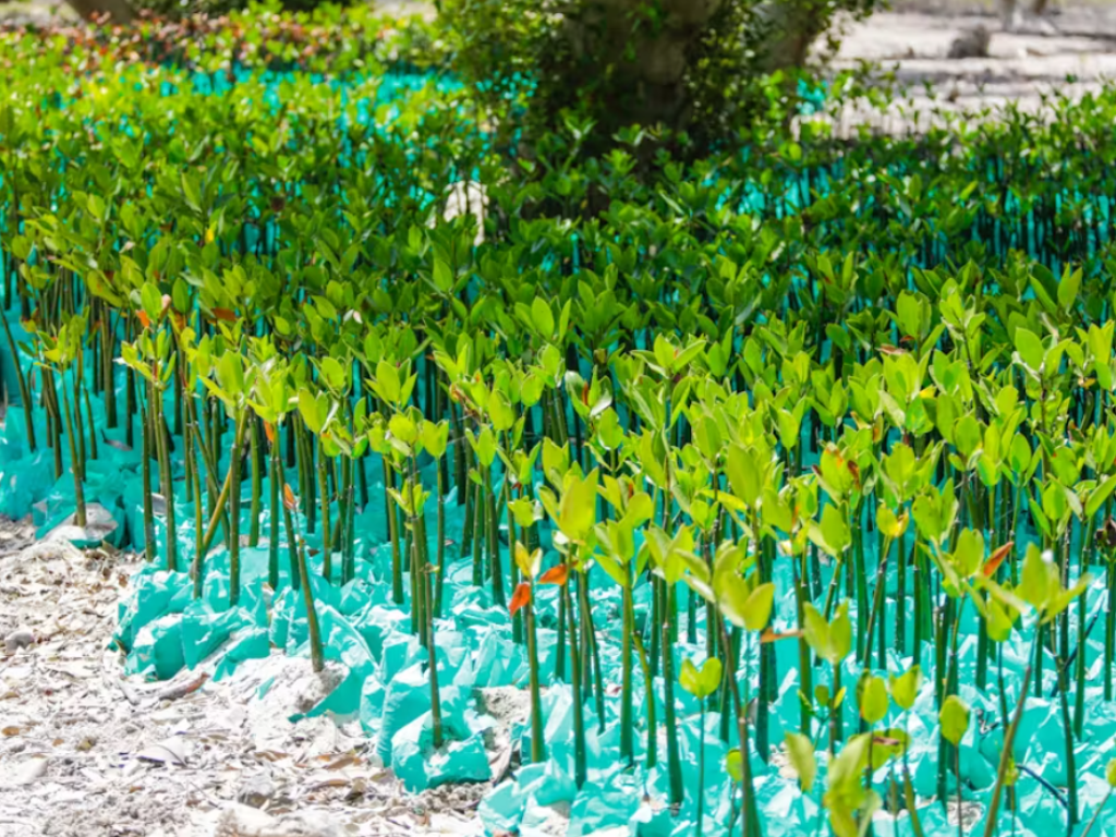 Nature based solutions